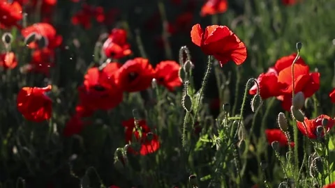 Red poppies Video stock 165367725