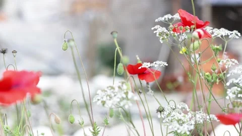Red poppies. Video stock 237264710