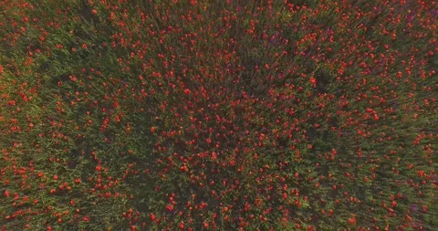 Red poppies Stock Footage 312324410