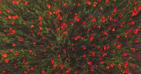 Red poppies Stock Footage 312324411