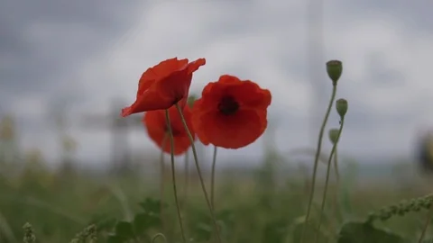 Red poppies in the grass Stock Footage 106855088