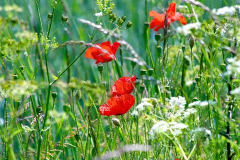 Red poppies growing in the field Stock Photos