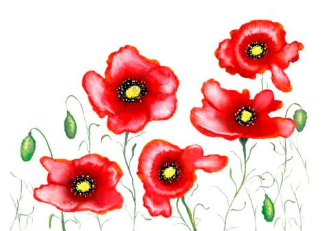 Red poppies Stock Illustration