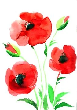 Red poppies Illustrazione stock