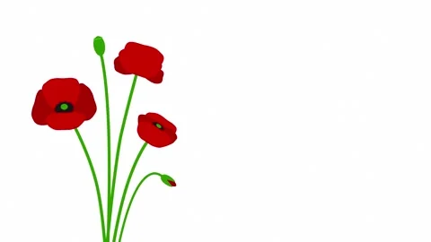 Red poppies on the left side with copy space for Remembrance Day. Video stock 333549757