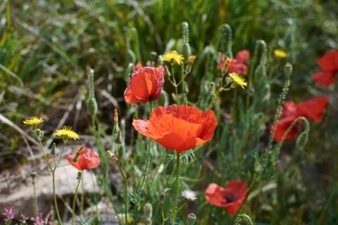 Red poppies looking at the warm spring Stock Photos