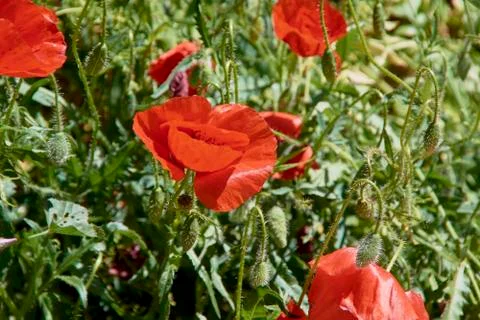 Red poppies looking at the warm spring. Stock Photos
