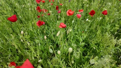 Red Poppies in Meadow Stock Footage 311658302