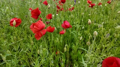 Red Poppies Meadow Stock Footage 312945101
