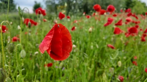 Red Poppies Meadow Stock Footage 312945336