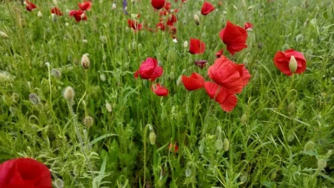 Red Poppies Meadow Stock Footage 312945498