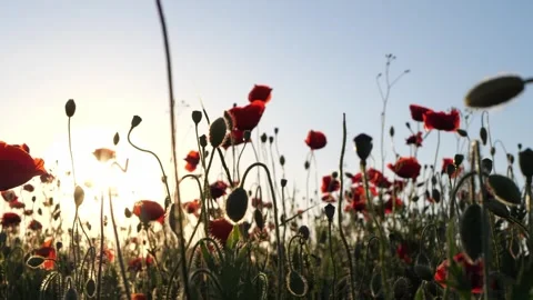 Red poppies in a meadow at sunset, backlit by golden sunlight Stock Footage 341664757