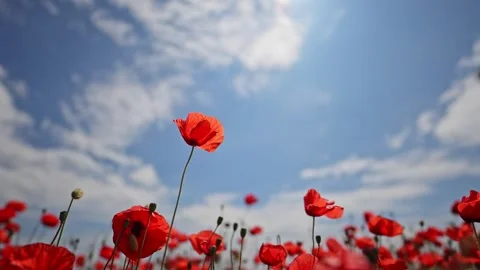 Red poppies move slowly in wind under fluffy sky. Stock Footage 316100799