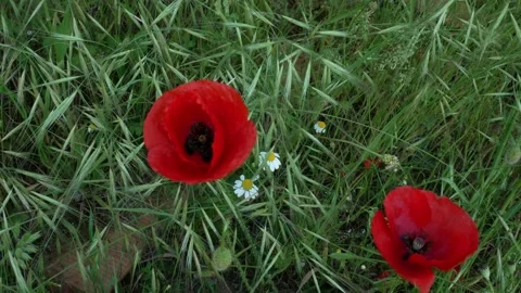 Red poppies moved by the spring wind Stock Footage 194450710