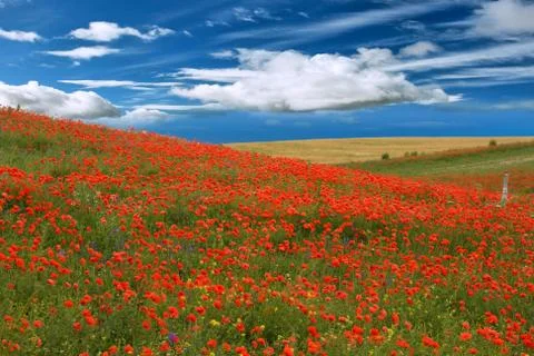 Red poppies Stock Photos