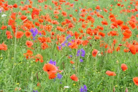 Red poppies Stock Photos