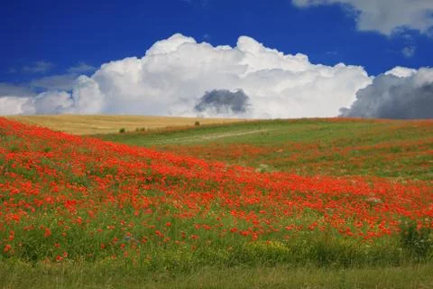 Red poppies Stock-Fotos