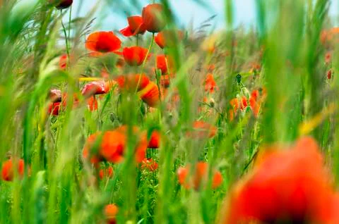 Red poppies Stock Photos