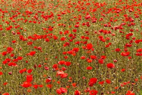 Red poppies Stock Photos