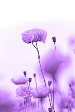 Red poppies Stock Photos