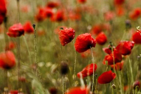 Red poppies Stock-Fotos