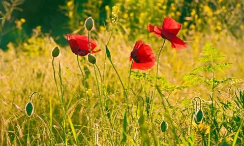 Red poppies Stock Photos