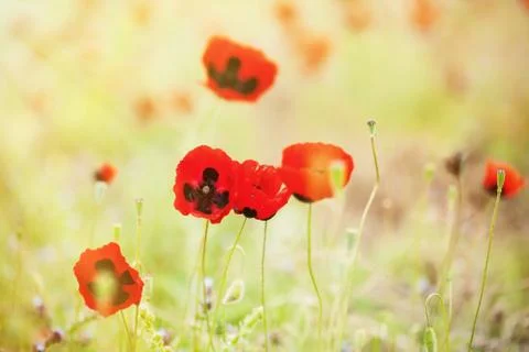 Red poppies Stock Photos