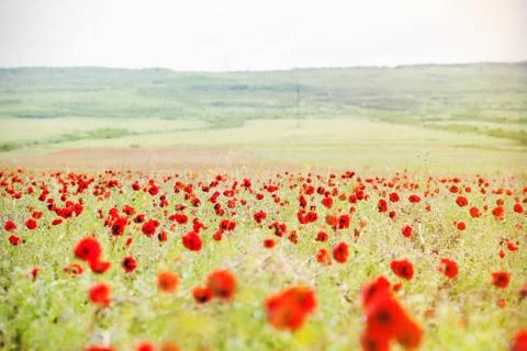 Red poppies Stock Photos