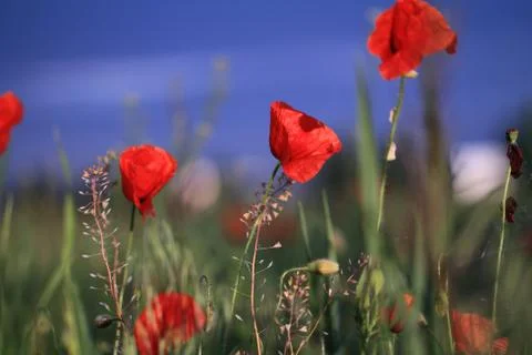 Red poppies Stock Photos
