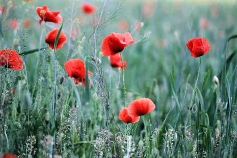 Red poppies Stock Photos