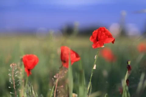 Red poppies Stock Photos