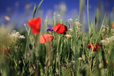 Red poppies Stock Photos