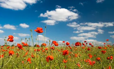 Red Poppies Stock Photos