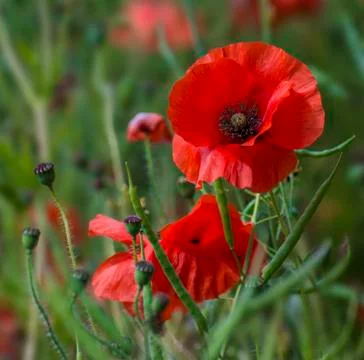 Red Poppies Stock Photos