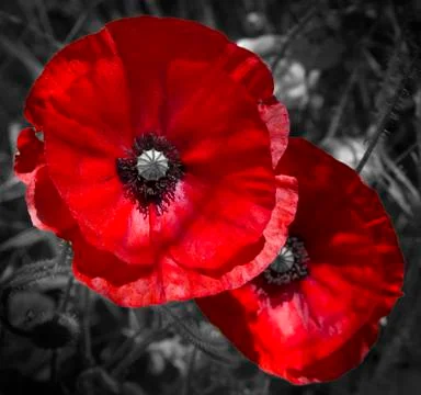 Red Poppies Foto stock