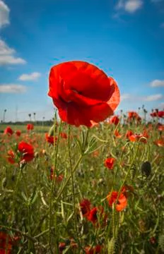 Red Poppies Stock Photos