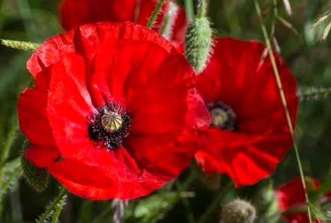 Red Poppies Stock Photos