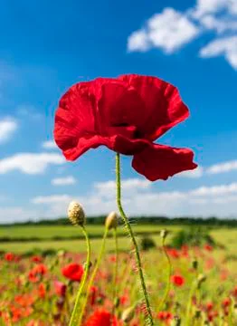 Red Poppies Stock Photos