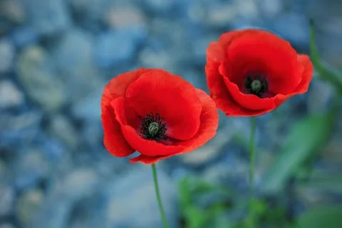 Red poppies Foto stock