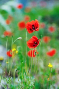 Red poppies Stock Photos