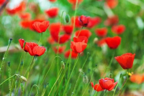 Red poppies Foto stock