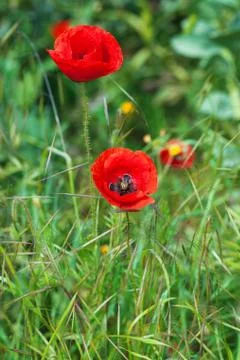 Red poppies Stock Photos