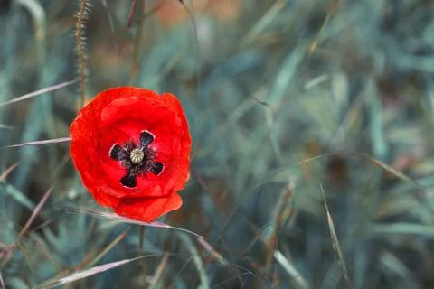 Red poppies Foto stock
