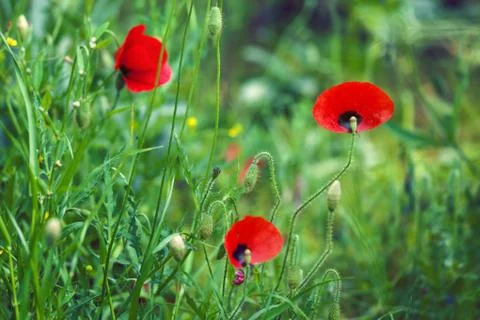 Red poppies Stock Photos