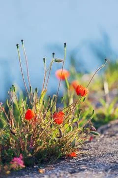 Red poppies Foto stock