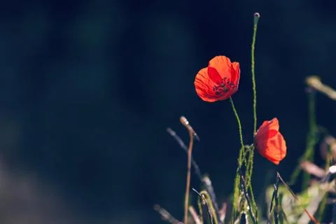 Red poppies Stock Photos