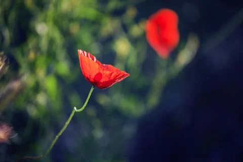 Red poppies Fotos de archivo