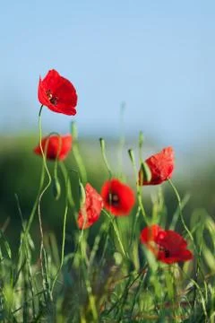 Red poppies Stock Photos
