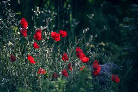 Red poppies Stock Photos