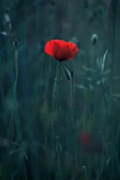 Red poppies Foto stock